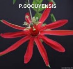 PASSIF COCUYENSIS.jpeg