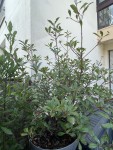 IMG_4593.jpeg