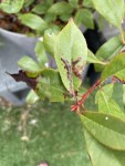 IMG_4591.jpeg