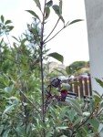IMG_4588.jpeg