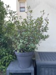 IMG_4585.jpeg