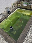 Apres traitement, depot accumulé au fond du bassin