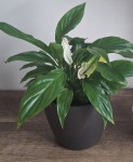 Plante