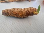 curcuma germe à l air libre.jpg
