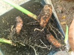 CURCUMA POUSSES.jpg