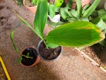 CURCUMA POUSSES REMPOTEES.jpg