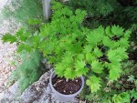 acershir-aureum2_250828a.jpg