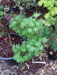 acer-shir-Jordan_250828a.jpg