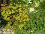 acershir-a.moon_250828a.jpg