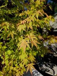 Compress_20250827_112441_1552.jpg