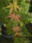 OrangeD2608252.JPG