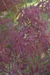 Garnet2608252.JPG