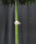 acerph05_140707a.jpg