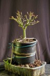 acerph05_150324a.jpg