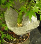 acerp21_200620c.jpg