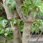acerb02_080623b.jpg