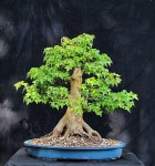 acerb02_200416a.jpg