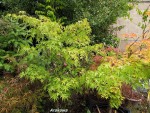 acerp-arakawa_250830a.jpg