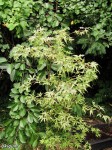 acerp-Ukigumo_250830a.jpg