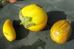 Aubergines pour graines.jpg