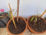 3 Pepino taillés.jpg