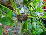 jujubier Li bourgeons.jpg