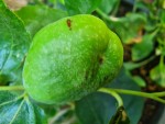 2 JUJUBE Li.jpg