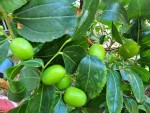 jujubes sativa.jpg