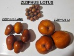jujubes 3 variétés.jpg