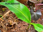 6 bananier rejet d un mois.jpg