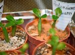 adenium obesum.JPG
