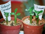 adenium somaliense.JPG
