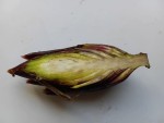 Babafigue-coupe.jpg