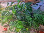 monstera deliciosa plant.jpg