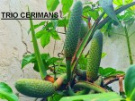 monstera deliciosa -3 cérimans.jpg
