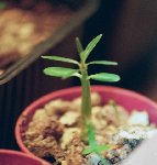 pachypodium rosulatum.JPG
