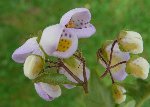 Jovellana  4 red.JPG