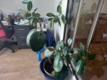 plante 2.jpg