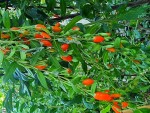 GOJI.jpg
