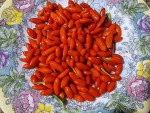 goji recolte.jpg
