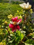 Dahlia pinnata maison 1.jpg