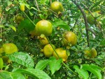 2 GRENADES FRUITS MI AOUT.jpg