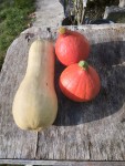 Courges.jpg
