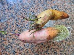 4 PATATE DOUCE BOUTURES.jpg