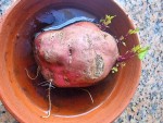 6 PATATE DOUCE BOUTURE DANS L EAU.jpg