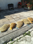 IMG_20250928_151849.png