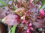 DSC01733R.jpg