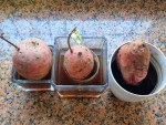 patate  douce greffons.jpg
