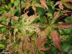 acerp-Ukigumo_251008a.jpg