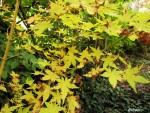 acerp-bihoo_251008a.jpg